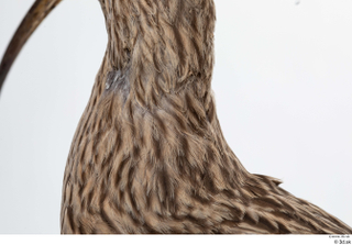 Bird  11 neck 0004.jpg